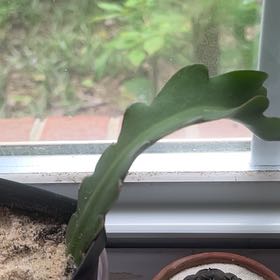 Photo of the plant species Curly Locks Orchid Cactus by @ZenfrogZero named Zion on Greg, the plant care app