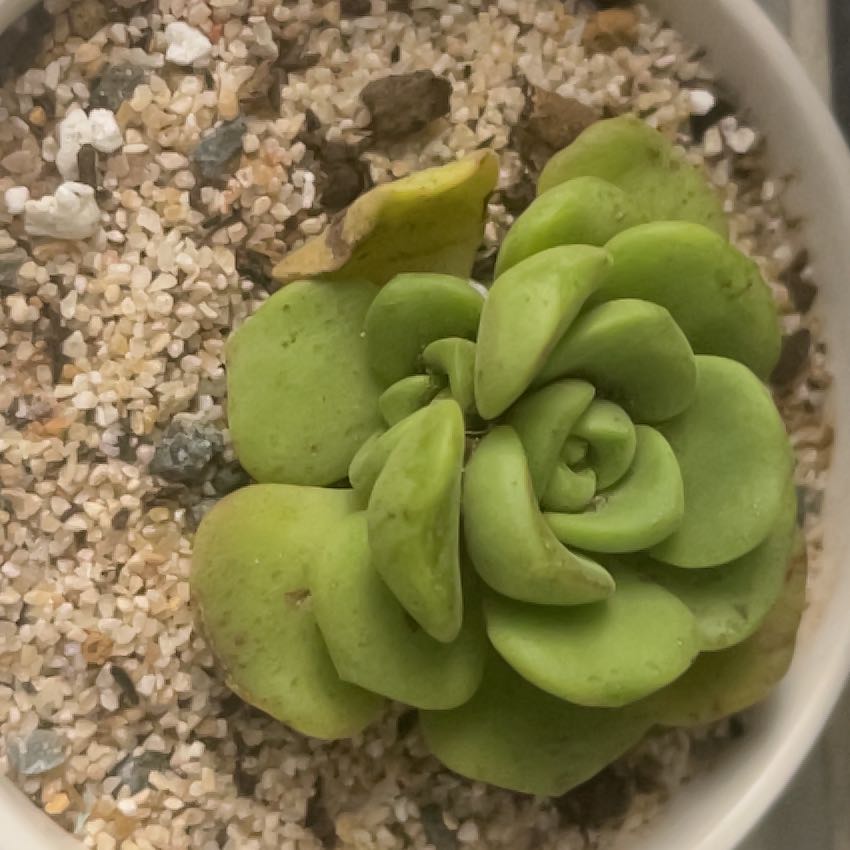 Photo of the plant species Aeonium 'Lily Pad' by @ZenfrogZero named Emerald on Greg, the plant care app