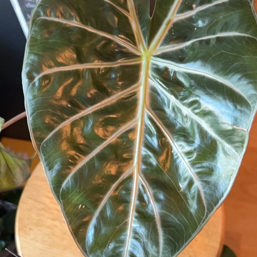 Photo of the plant species Alocasia Pink Dragon Variegated by @HunkyPoinsettia named Sigmund on Greg, the plant care app