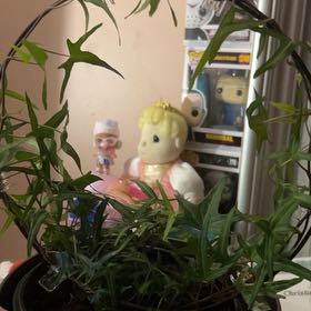 Photo of the plant species Needlepoint Ivy by @HunkyPoinsettia named Nemo on Greg, the plant care app