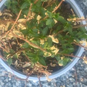 Photo of the plant species Mexican False Calico by @NurseDandelion named Baesil on Greg, the plant care app