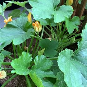 Photo of the plant species Black Beauty Zucchini by @StarVogelblumen named Zion on Greg, the plant care app
