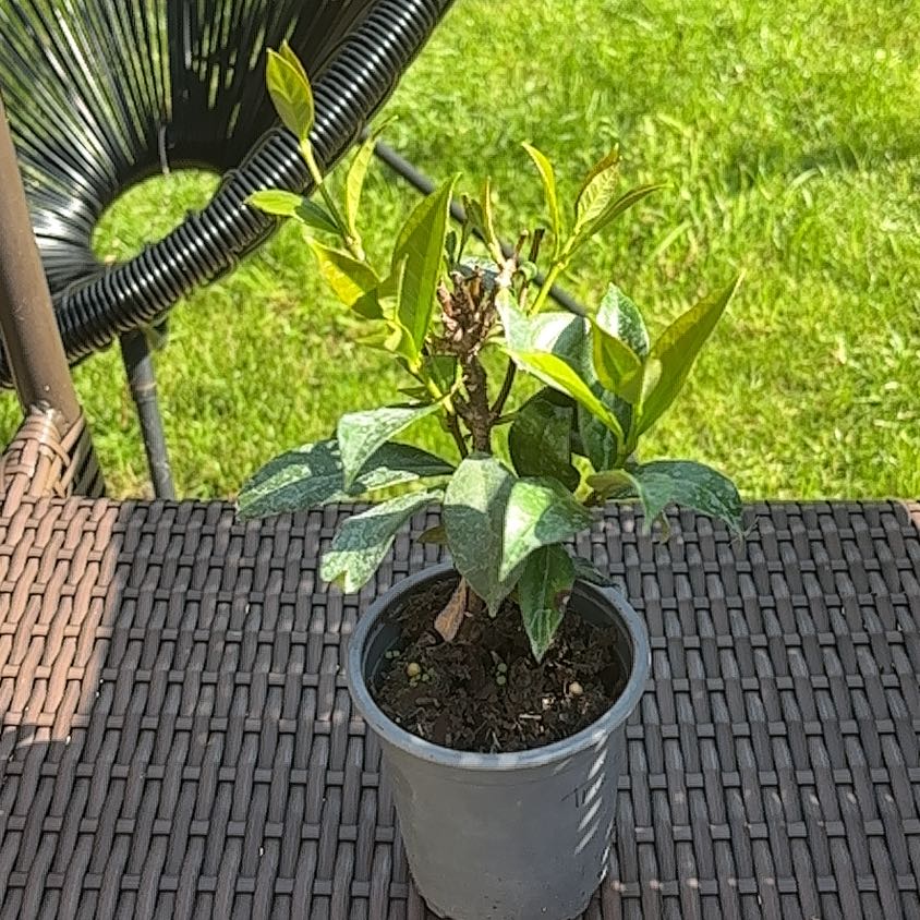 Photo of the plant species Trachelospermum Tricolour by @PrimeTreeheath named Bodhi on Greg, the plant care app
