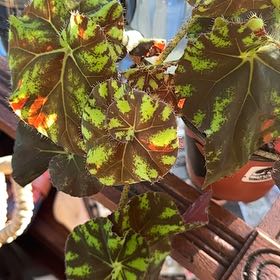 Photo of the plant species Begonia Kit Kat by @NCgardener named Beatrice on Greg, the plant care app
