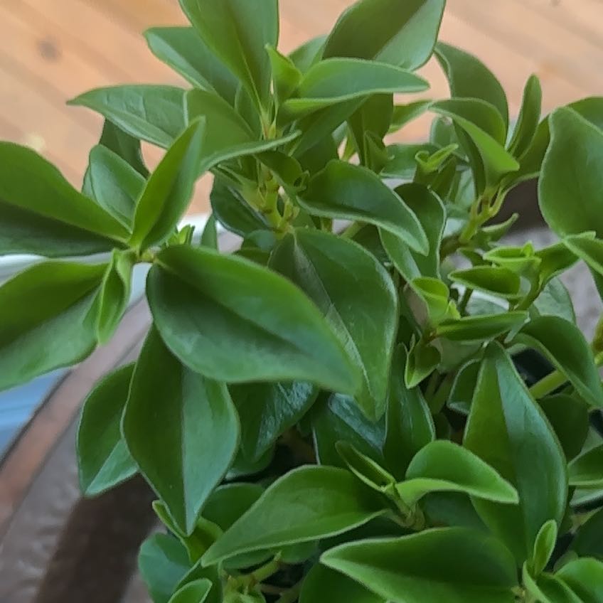 Photo of the plant species Peperomia trinervula by @NCgardener named Bella on Greg, the plant care app