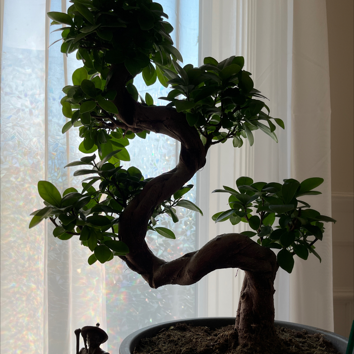 Ficus microcarpa