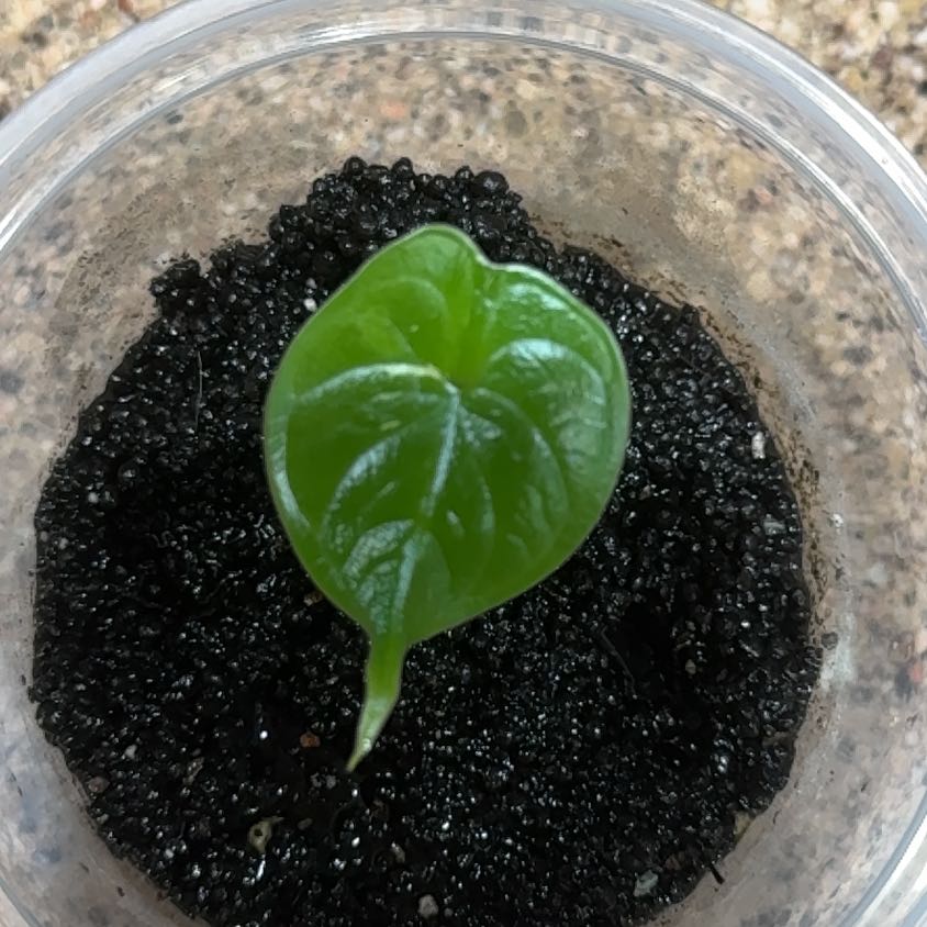 Photo of the plant species Var Dragon Scale by @StylishPuriri named Coco on Greg, the plant care app