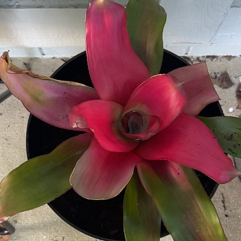 Photo of the plant species Neoregelia 'Crimson' by @SummeryGuzmania named Blossom on Greg, the plant care app