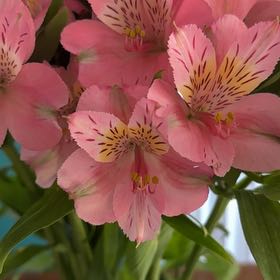 Photo of the plant species Lily of the Incas by @JocoseBaldbrome named Clooney on Greg, the plant care app