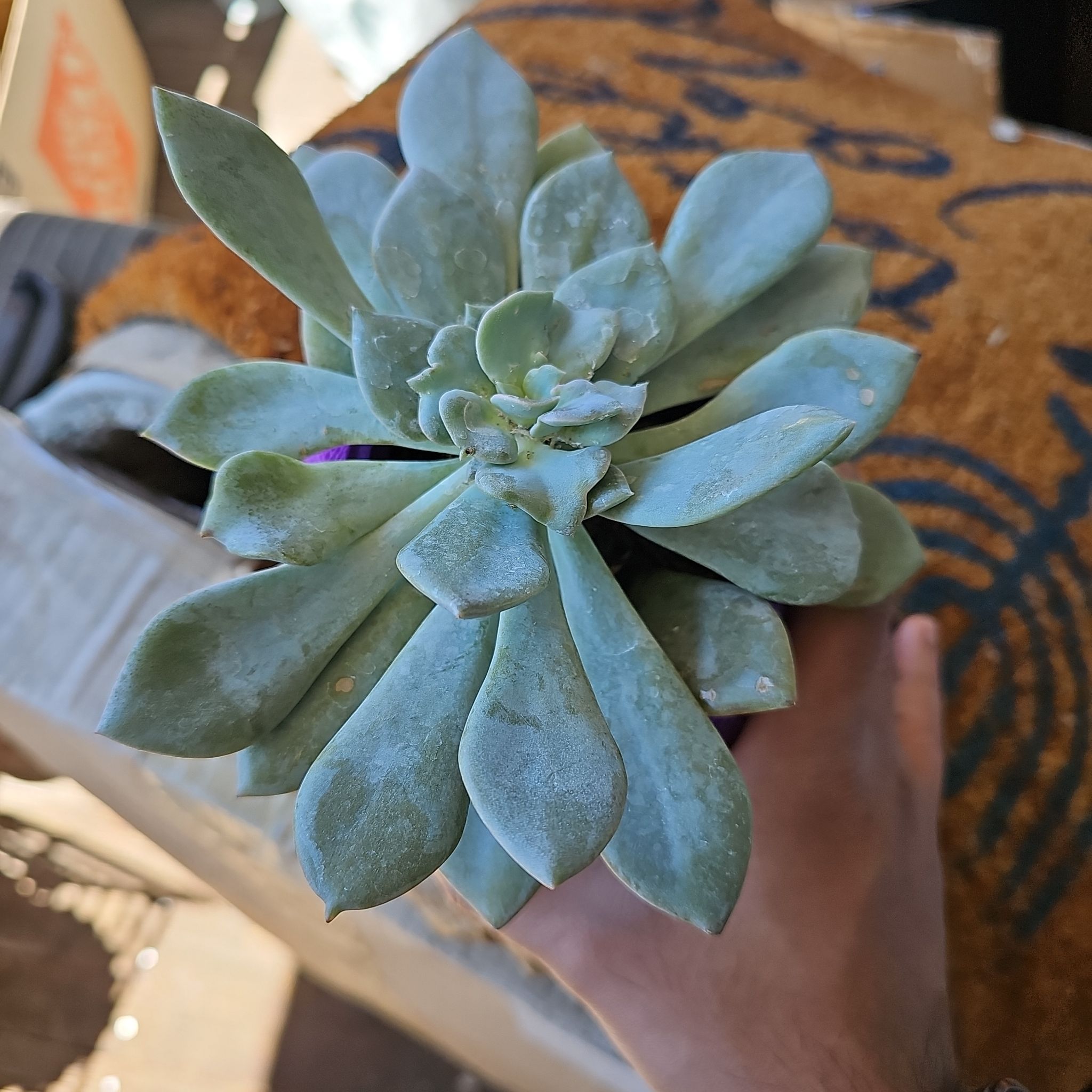Photo of the plant species Graptoveria Debbi by @TrueOrangejelly named Sanders on Greg, the plant care app