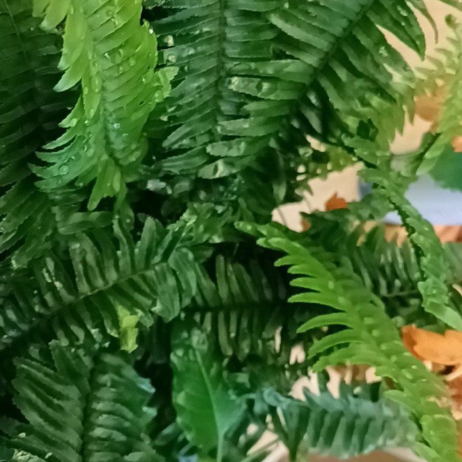 Photo of the plant species Jesters Crown Fern by @SugarOcotillo named Gregarious on Greg, the plant care app