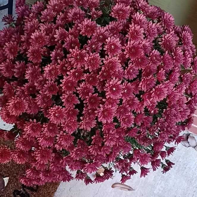 Photo of the plant species Garden Mum by @SugarOcotillo named Navajo on Greg, the plant care app
