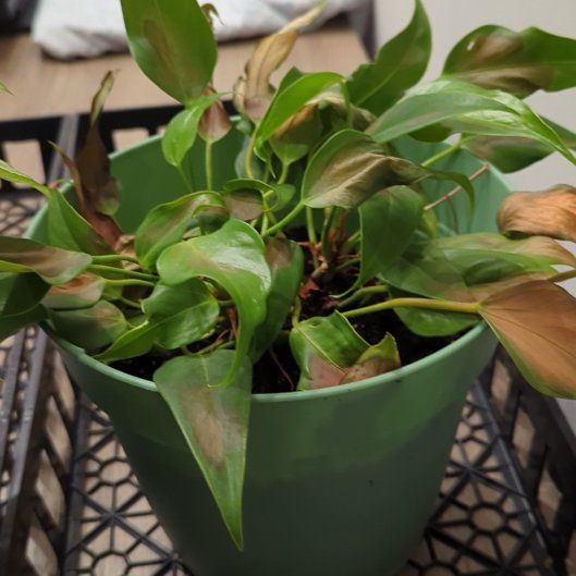 Photo of the plant species Anthurium by @KeyGardenprivet named Denali on Greg, the plant care app