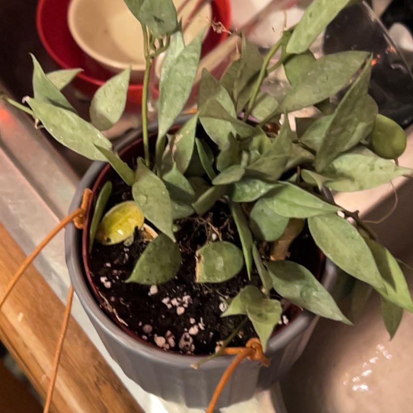 Photo of the plant species Hoya Lacunosa Silver by @ZanySweetbox named Gaga on Greg, the plant care app
