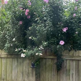 Photo of the plant species Korean Hibiscus by @ZanySweetbox named Duke on Greg, the plant care app