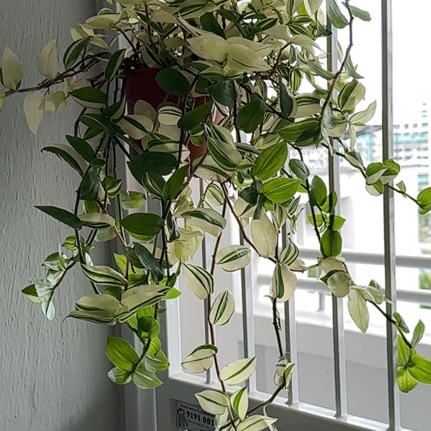 Photo of the plant species White Stripe Wandering Jew by @FitGrandifolium named Achilles on Greg, the plant care app