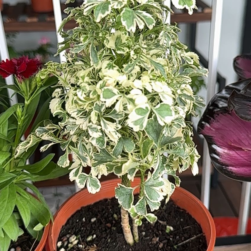 Photo of the plant species Polyscias Guilfoylei by @FitGrandifolium named Fernie Mac on Greg, the plant care app