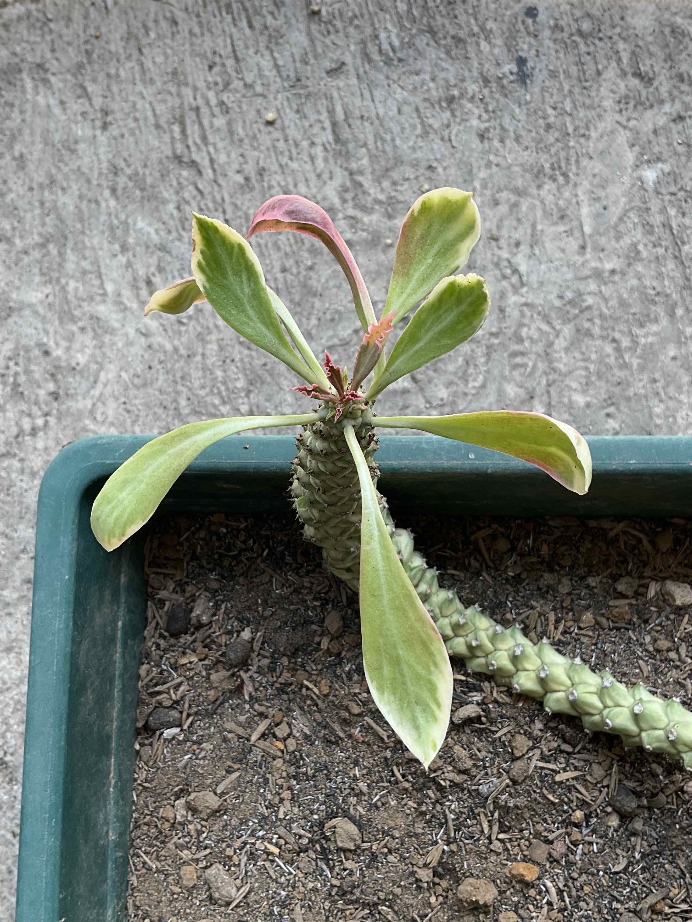 Photo of the plant species Variegated Euphorbia Poissonii by @SuperNoob named maya on Greg, the plant care app
