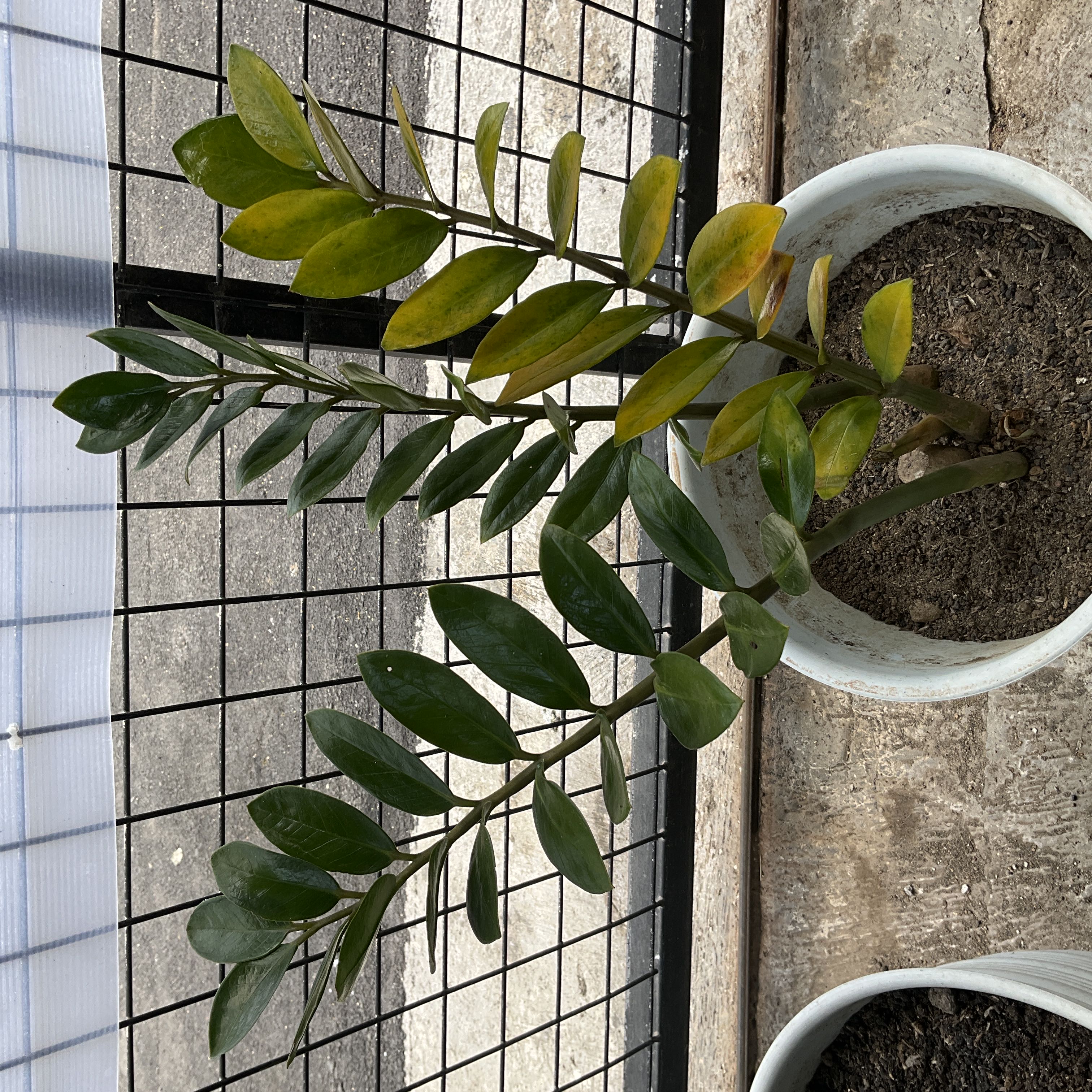 How to Care for ZZ Plant: Mastering Water, Sunlight & More