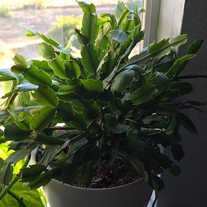 Photo of the plant species False Christmas Cactus by @SeasonedRedwood named Duke on Greg, the plant care app