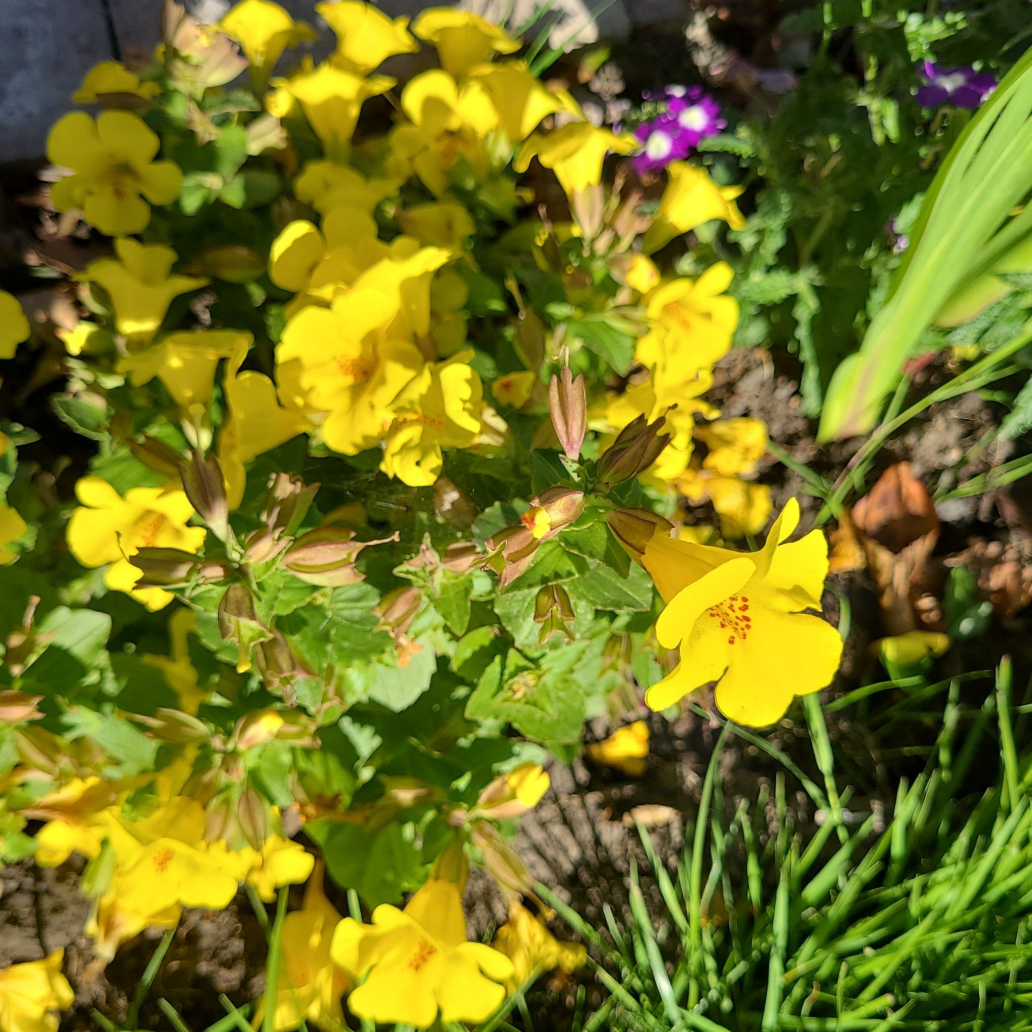 Photo of the plant species Common Yellow Monkeyflower by @SinewyLuscious named Dax on Greg, the plant care app
