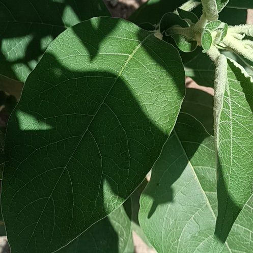 Photo of the plant species Earleaf Nightshade by @MiraculousOxlip named Rosa on Greg, the plant care app