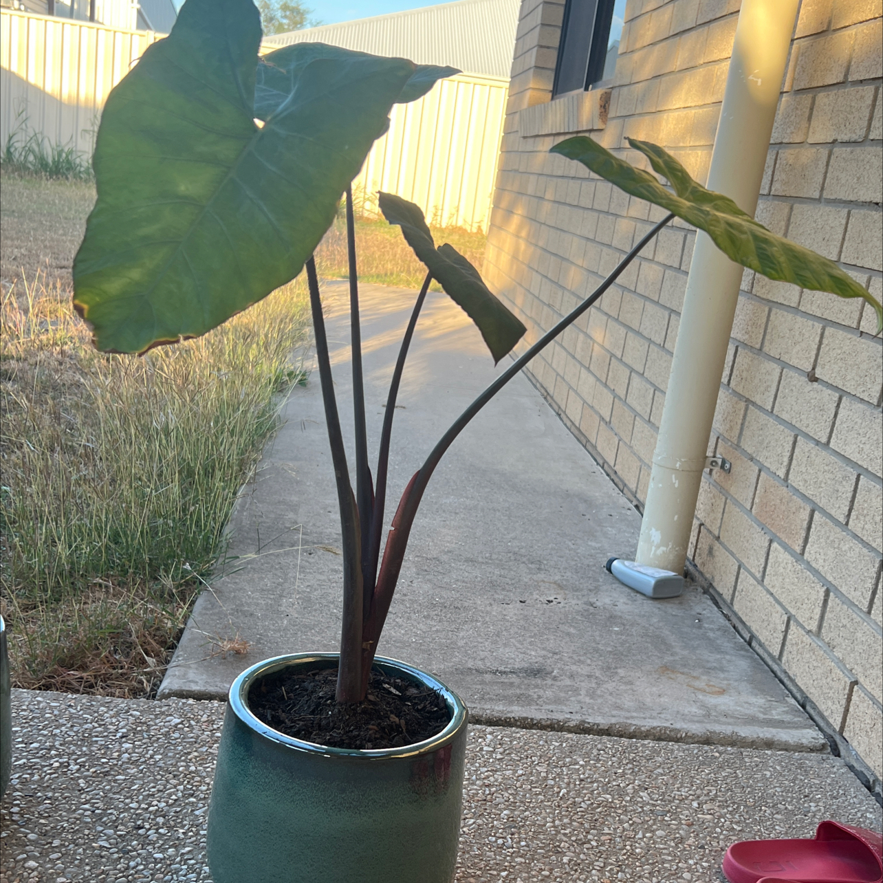 Photo of the plant species Alocasia Macrorrhiza 'Black Stem' Variegated by @PetHouseleeks named Gates on Greg, the plant care app