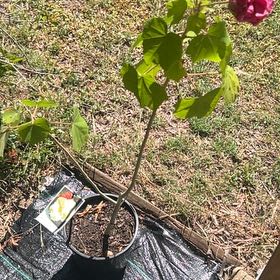 Photo of the plant species Yellow Confederate Rose by @PetHouseleeks named Willow on Greg, the plant care app