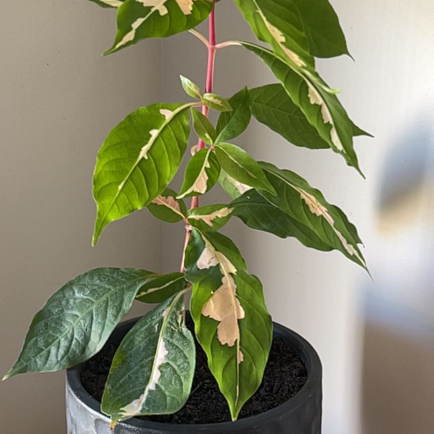 Photo of the plant species Caricature Plant by @PetHouseleeks named Robert Plant on Greg, the plant care app