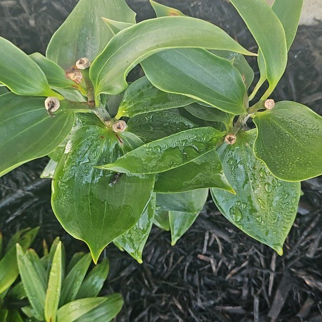 Photo of the plant species Oriental Lily 'Table Dance' by @FabAloemuanalao named Treeyoncé on Greg, the plant care app