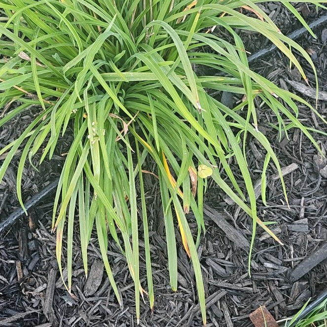 Photo of the plant species Reblooming Daylily by @FabAloemuanalao named Keanu Leaves on Greg, the plant care app