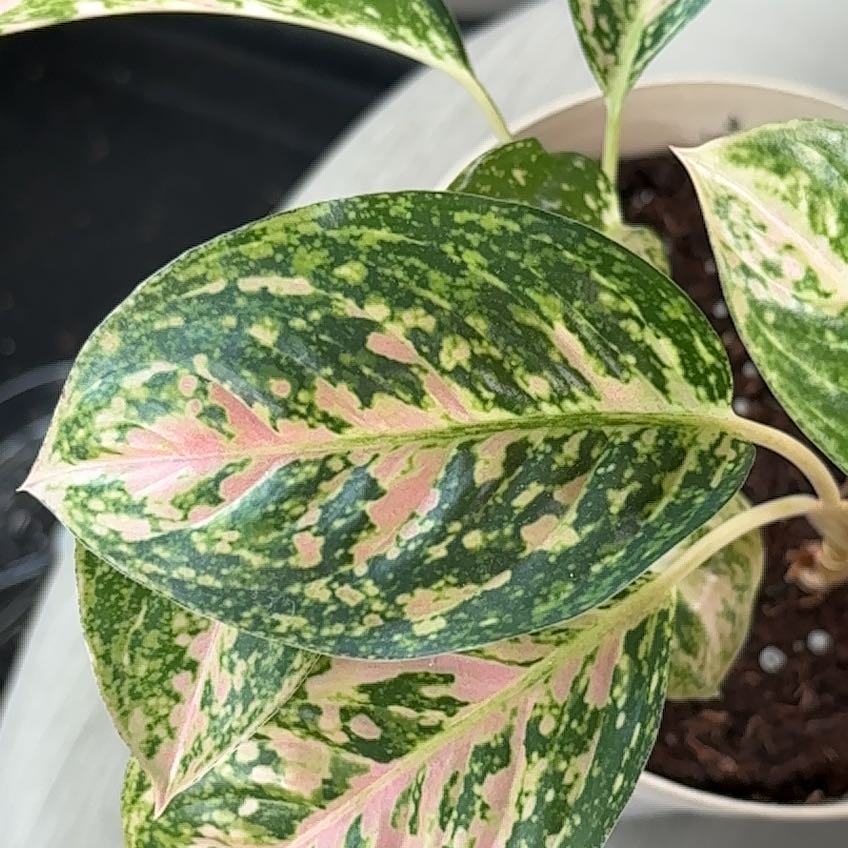 Photo of the plant species Chinese Evergreen Hot Pink Valentine Wishes by @HumaneJonquil named Sage on Greg, the plant care app
