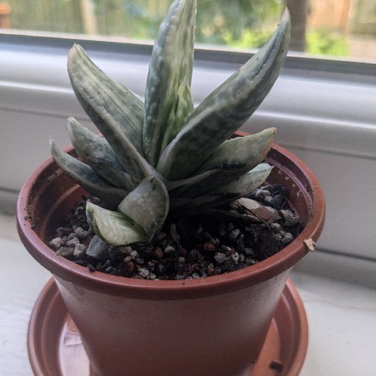 Photo of the plant species Fuji Yuki by @HeadHoyarebecca named Gastroenteritis on Greg, the plant care app