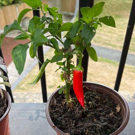 Photo of the plant species Hot Fajita Pepper by Alfonzo named Navajo on Greg, the plant care app