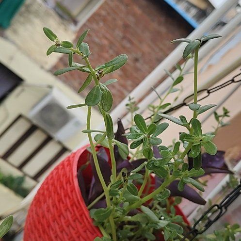 Bacopa