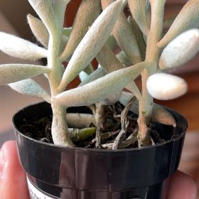 Photo of the plant species Cocoon Plant by @Succulantlover named da Vinci on Greg, the plant care app