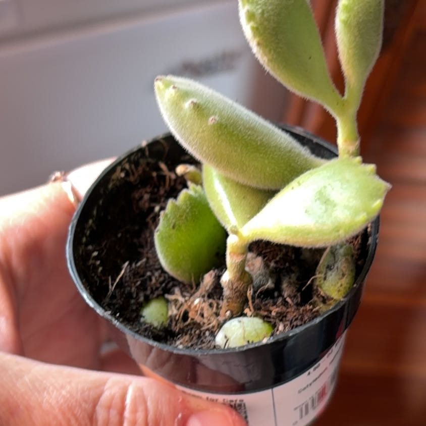 Photo of the plant species Cotyledon ladismithiensis 'Variegata' by @Succulantlover named Bigleef Smalls on Greg, the plant care app