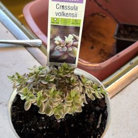 Photo of the plant species Crassula volkensii by @Succulantlover named Elle on Greg, the plant care app