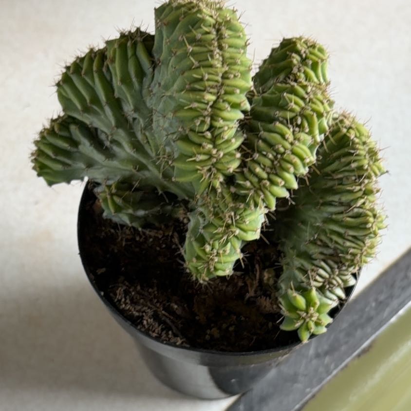 Photo of the plant species Myrtillocactus geometrizans f. cristata 'Indigo Wave' by @Succulantlover named Duke on Greg, the plant care app