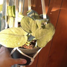 Photo of the plant species Scindapsus pictus 'Silver Hero' by @Succulantlover named Maya on Greg, the plant care app