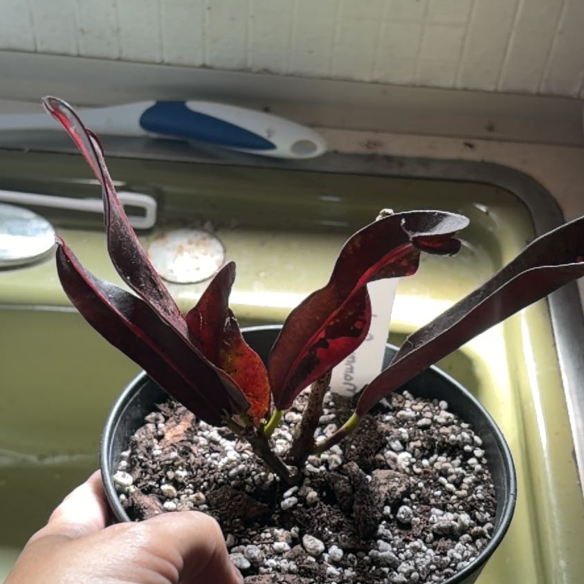 Photo of the plant species Mammy Croton by @Succulantlover named Marley on Greg, the plant care app