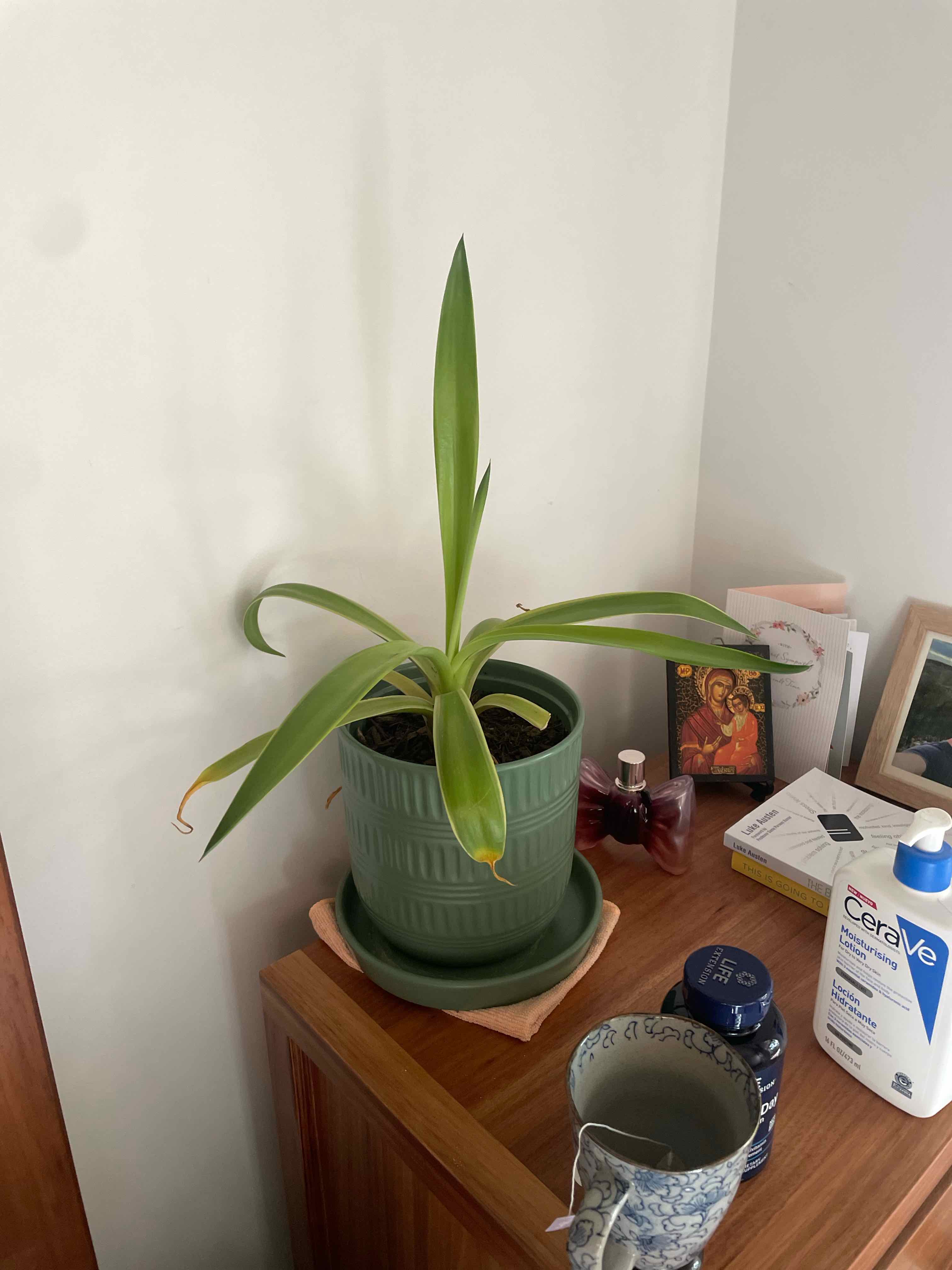 Photo of the plant species Agave demeesteriana by @PureCosentinia named Gobi on Greg, the plant care app
