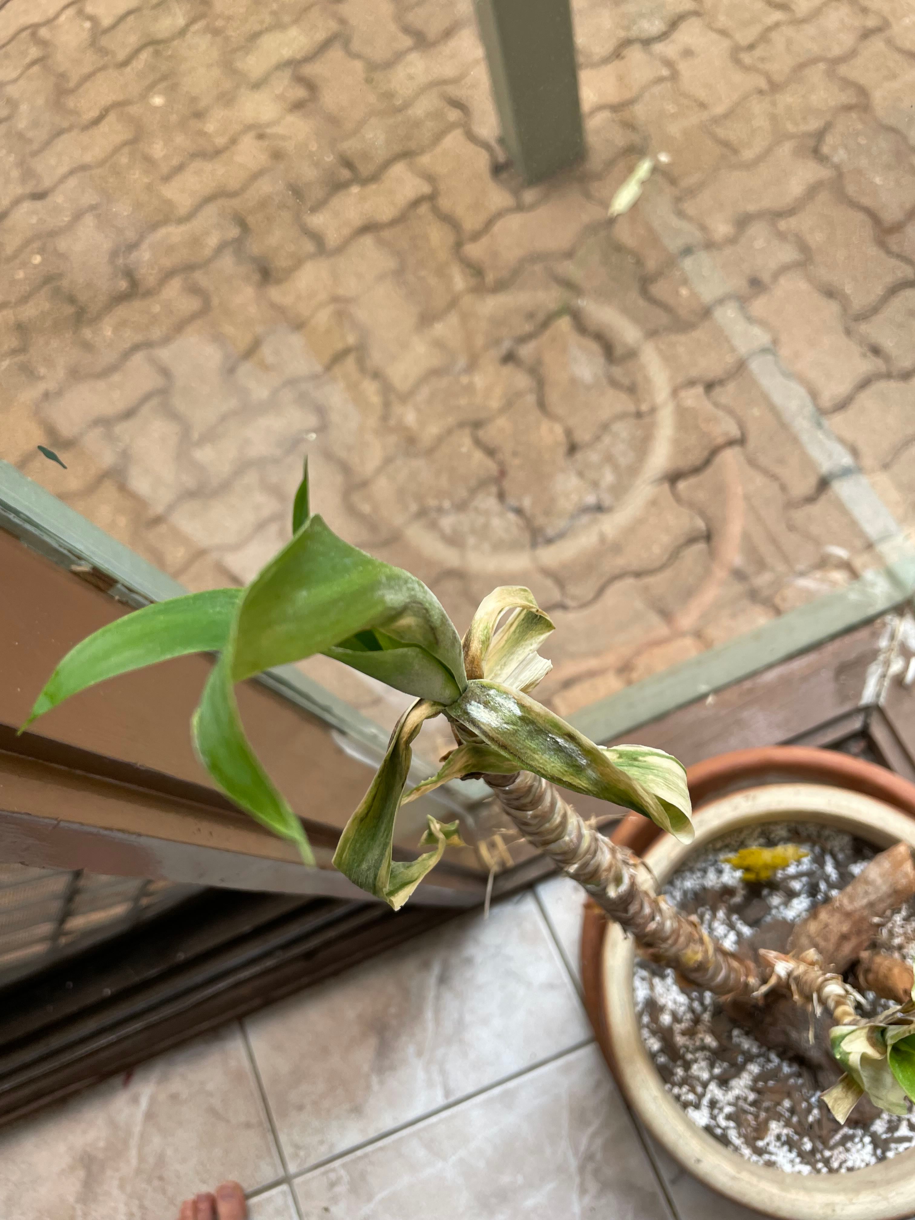 🌵 Yucca Cane Hardiness Zones 9a11b