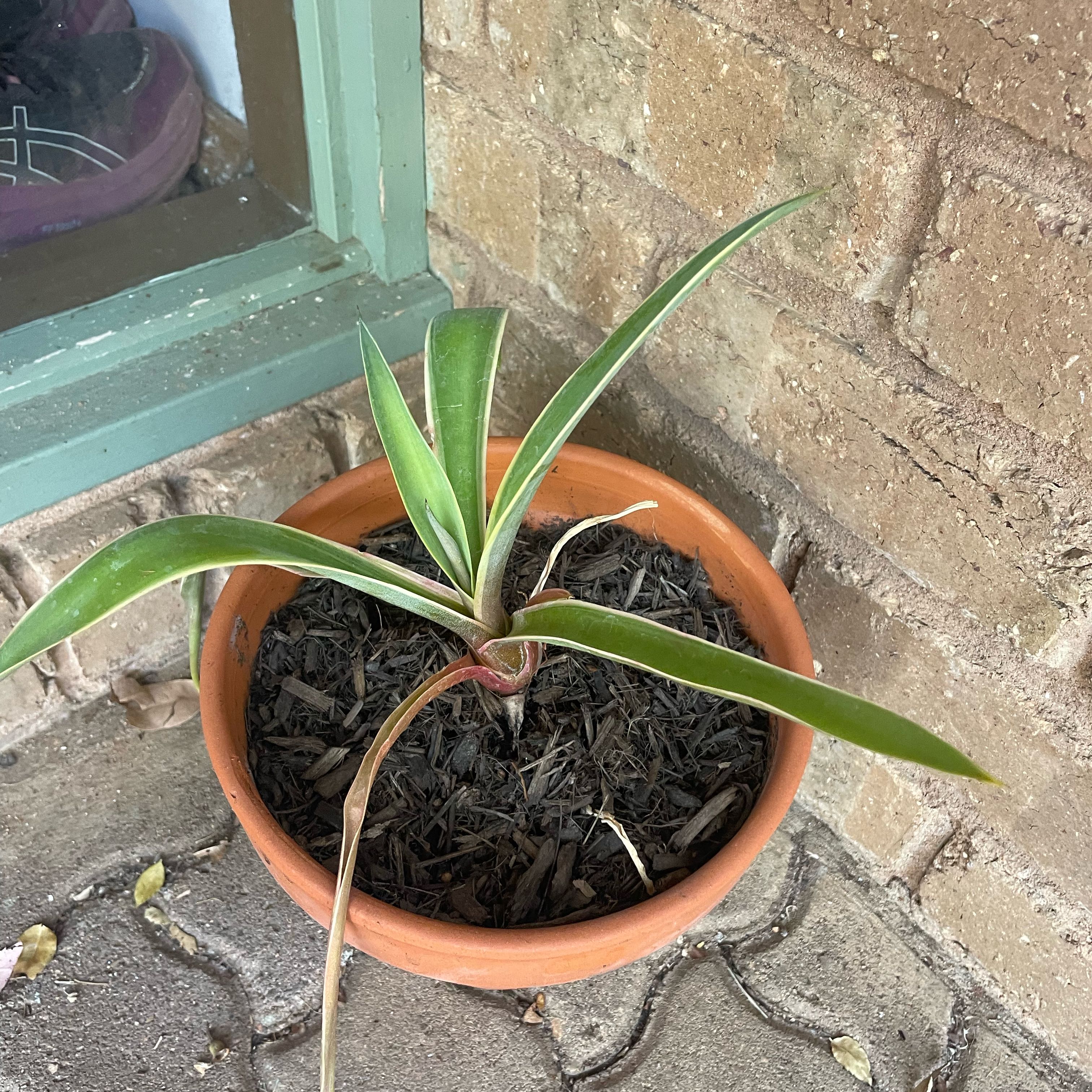 Photo of the plant species Agave demeesteriana by @PureCosentinia named Keanu Leaves on Greg, the plant care app