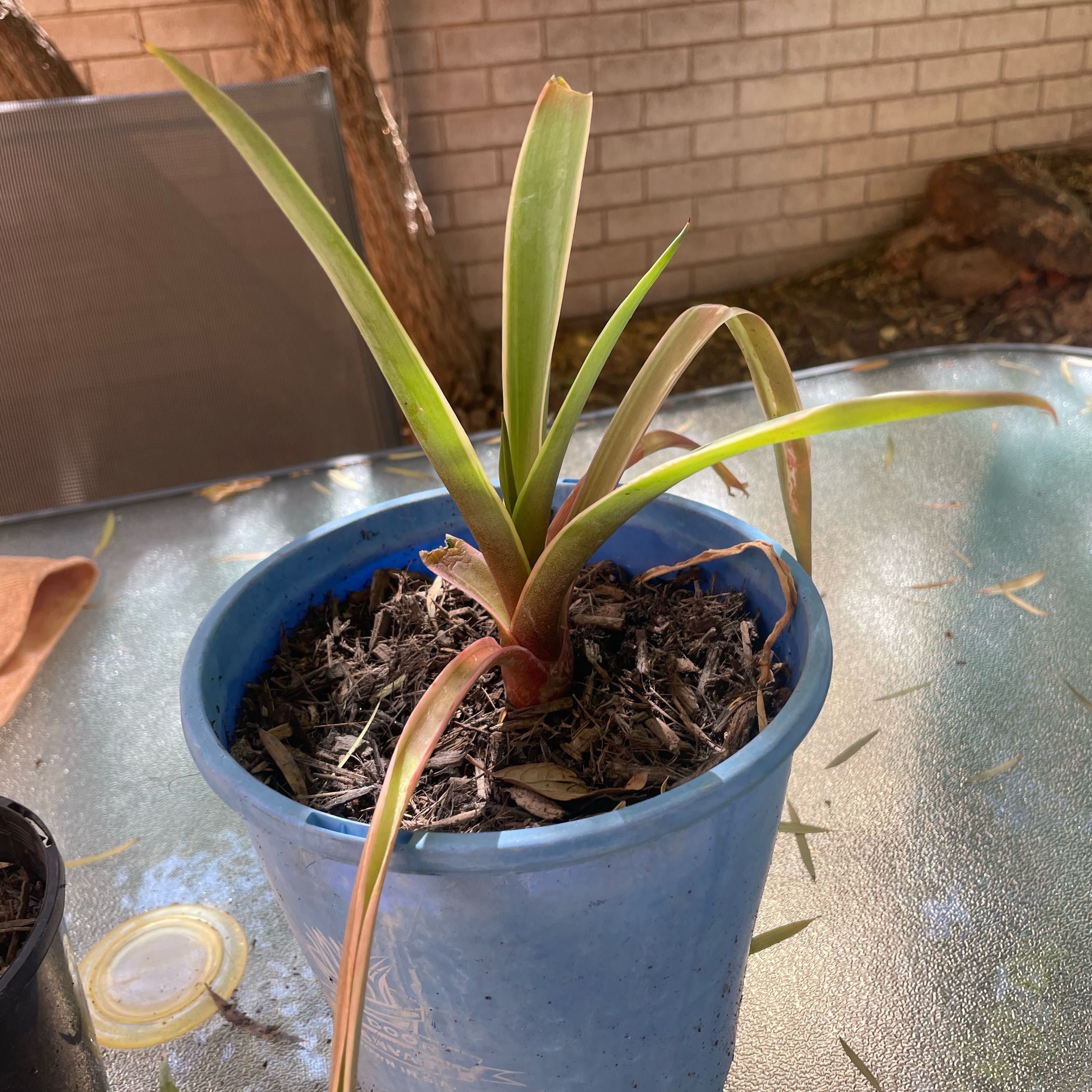 Photo of the plant species Agave demeesteriana by @PureCosentinia named Dolores on Greg, the plant care app
