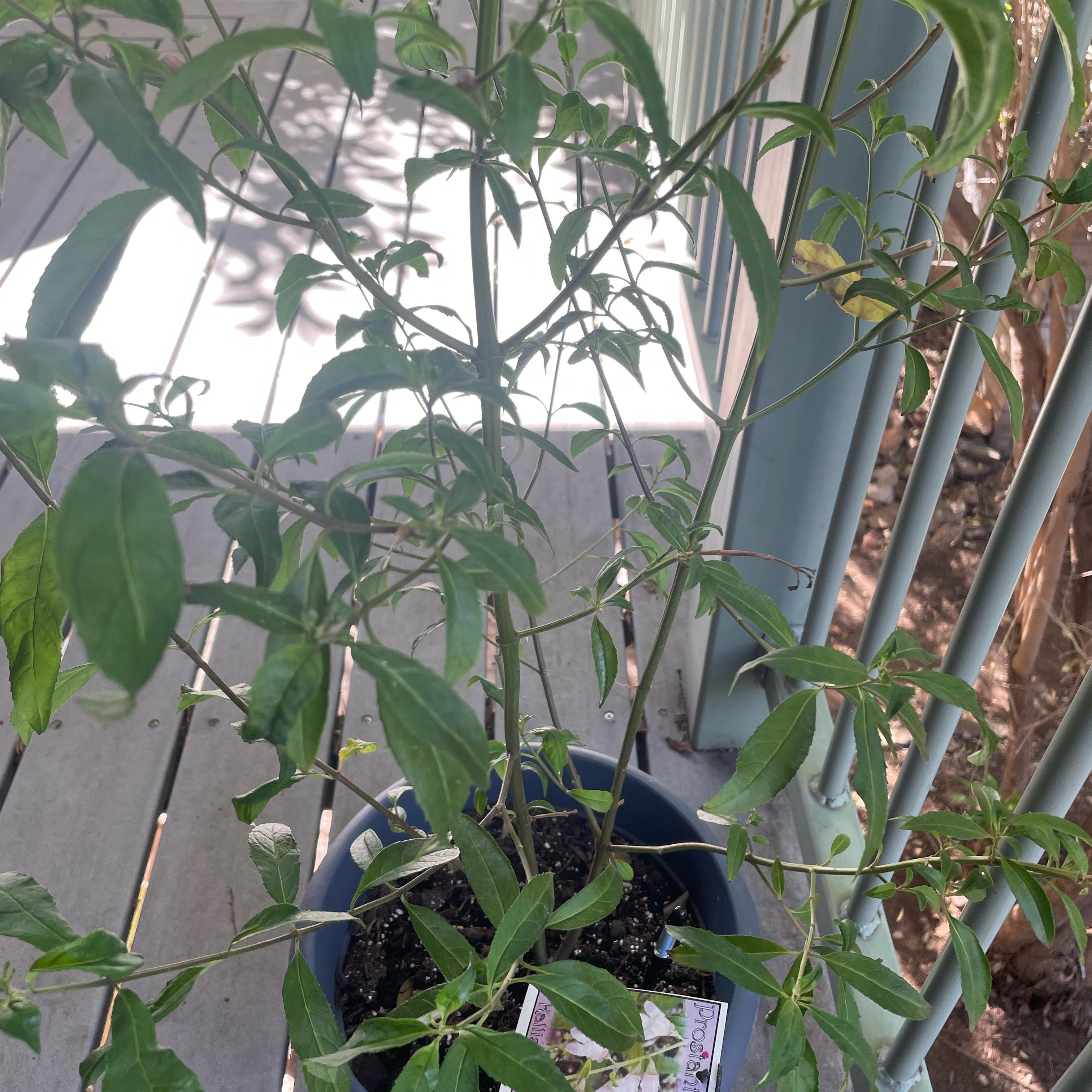 Photo of the plant species Victorian Christmasbush by @PureCosentinia named Bodhi on Greg, the plant care app