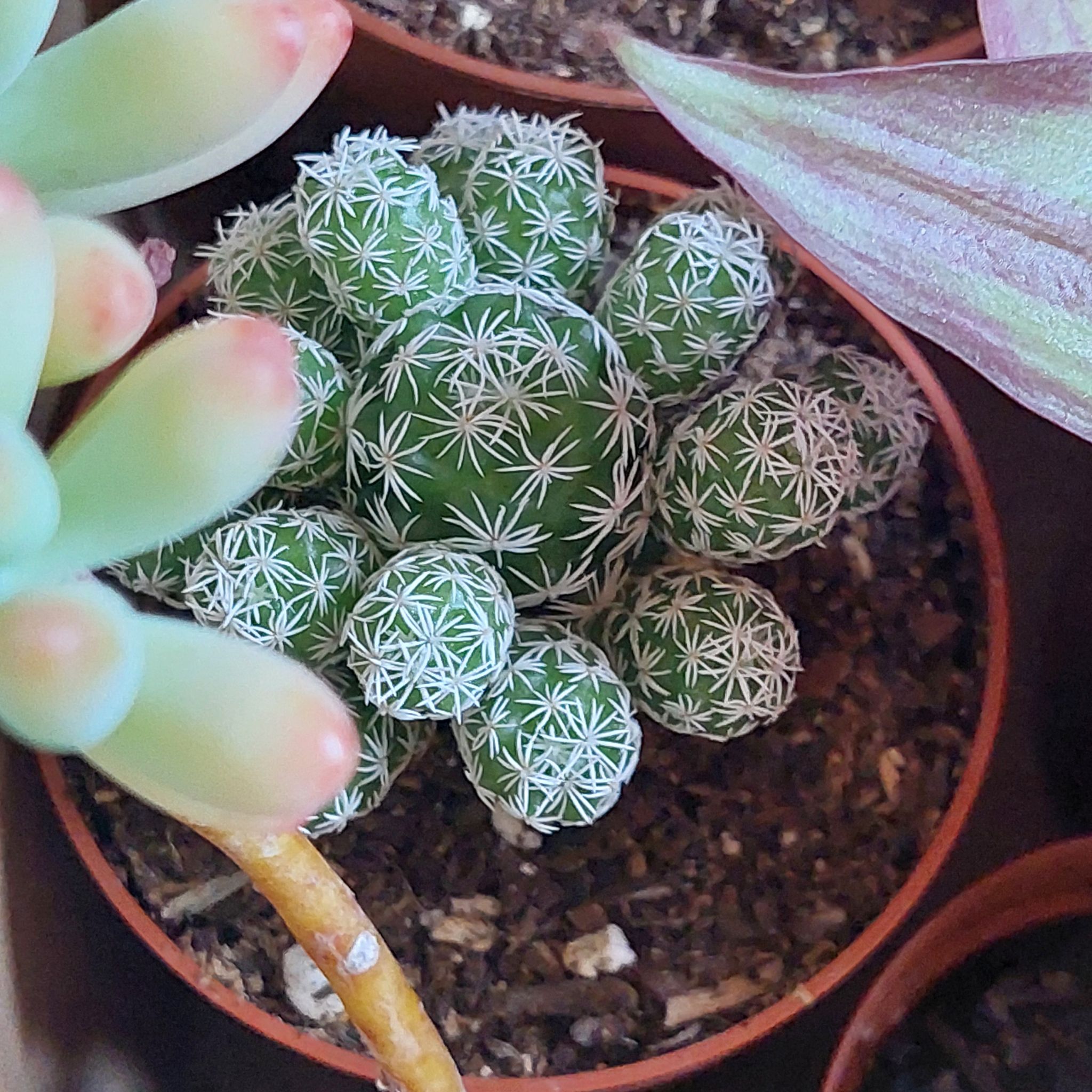 Photo of the plant species arizona snowcap by @EarthlyMugwort named Fernie Mac on Greg, the plant care app