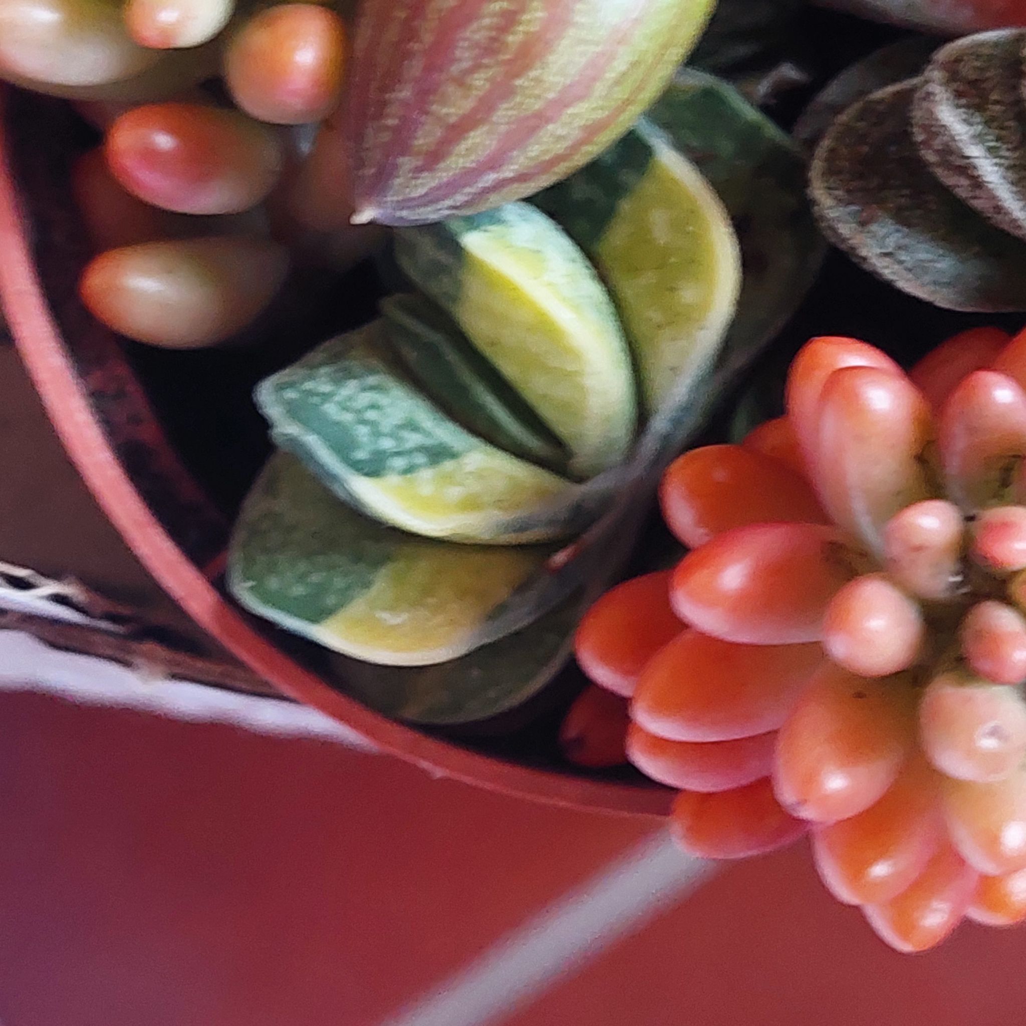 Photo of the plant species Ox Tongue by @EarthlyMugwort named Madonna on Greg, the plant care app