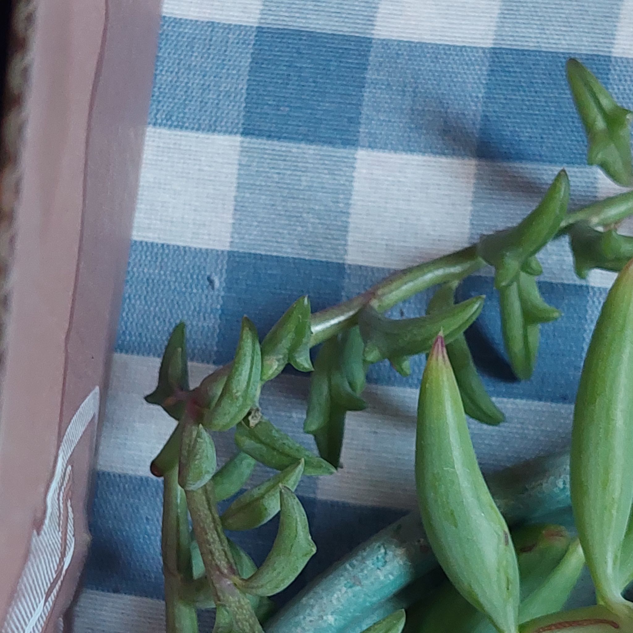 Photo of the plant species String of Dolphins by @EarthlyMugwort named Sage on Greg, the plant care app