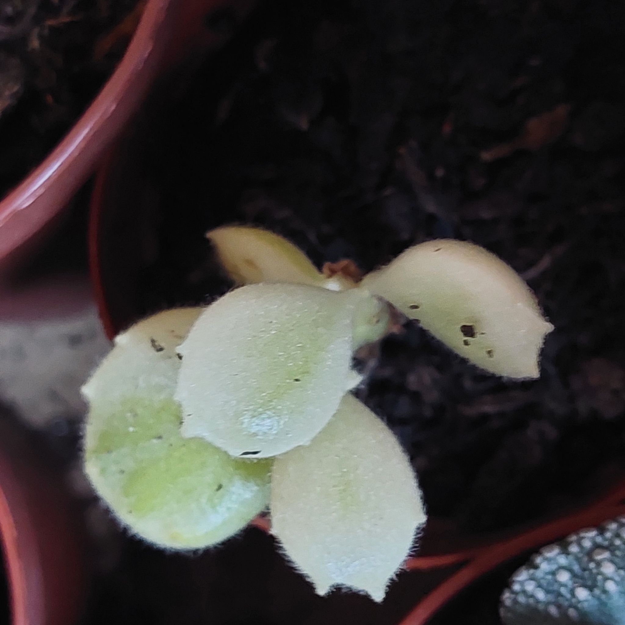 Photo of the plant species Cotyledon tomentosa subsp. ladismithiensis by @EarthlyMugwort named Sonora on Greg, the plant care app